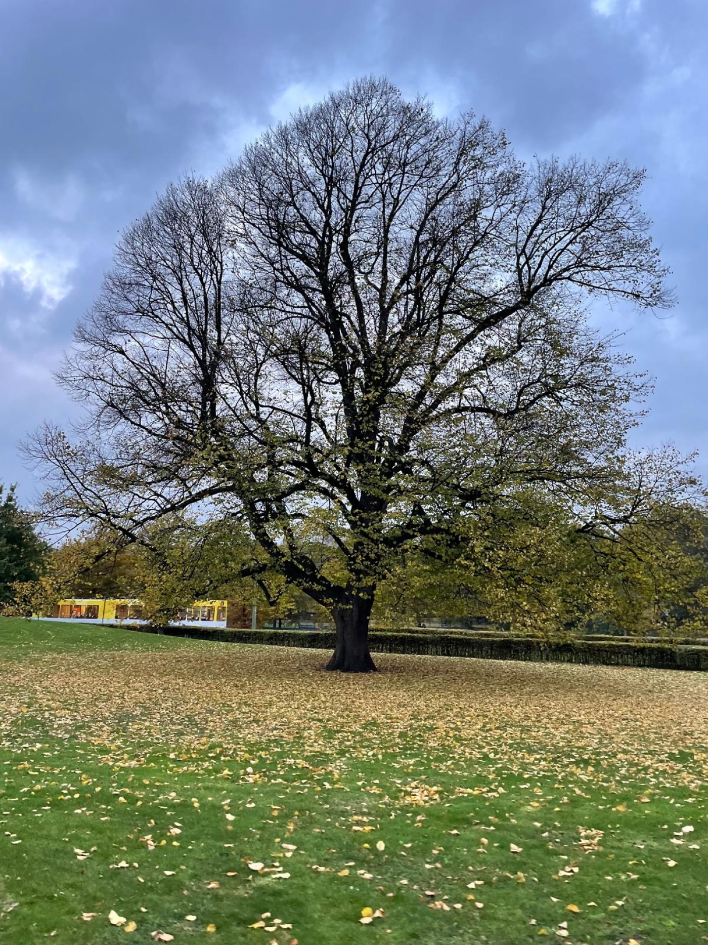 groen in de omgeving